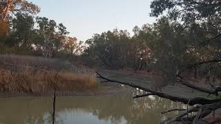 Namoi River Bird Sounds