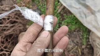 无花果嫁接成活如何保证？只需记住2个关键点，想“不活”都难！