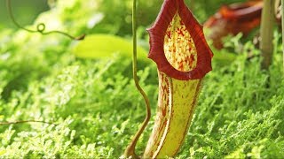 Carnivorous Plants | The Private Life of Plants | David Attenborough | Wildlife | BBC Studios