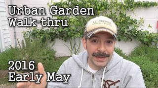 2016 Early May Albopepper Urban Garden Walk-through