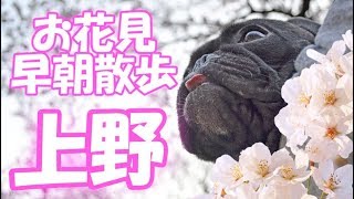 上野公園でお花見2018！愛犬と一緒に桜を見るなら早朝がおすすめ