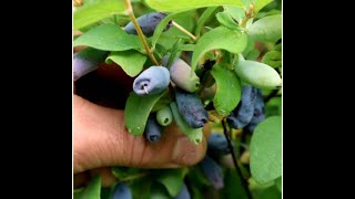 Are Honeyberries Even Worth Growing?