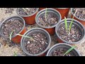 seedlings from an established cincinnati sabal