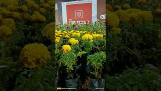 Flowar Show#The Most Beautiful Flowers #  പുഷ്‌പമേള# travelcity_916