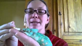 Update on sick Veiled Chameleon