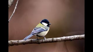 Great Tit, Blue Tit, Coal Tit（シジュウカラ、アオガラ、ヒガラ）