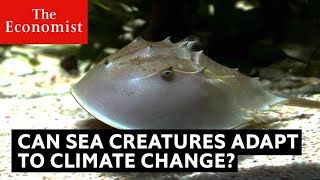 Can sea creatures adapt to climate change?