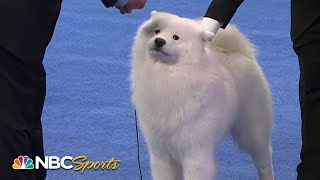 National Dog Show 2014: Best in Show (Full Judging) | NBC Sports