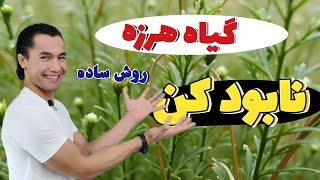 روش ازبین بردن گیاهان هرزه در زمستان و بهار | ساده و اقتصادی