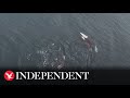 Social secrets of killer whales revealed in drone footage