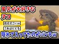 【2ch動物スレ】風呂が大好きなヌコ→隠れて入ってたのがバレるｗｗｗｗｗ