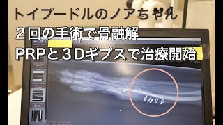 【３Dギプスで骨再生】手術で細くなった骨でも治せます。１週間で復活【獣医師にも見て欲しい】