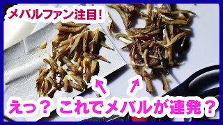 【HPPBAITS コノシロ】 驚くほどメバルが釣れるエサ！