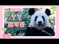 丫丫24年10月4日最新视频 - 美丽丫丫炫笋，吃播卡顿超可爱  Beijing Zoo official release Ya Ya video 20241004