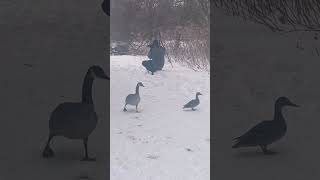 Spotted wild goose in snow🦆 #canadagoose #ducklings