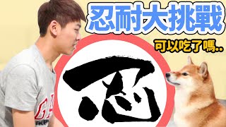 【柴犬抖宅大人】零食誘惑忍耐大挑戰！！