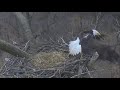 aef national arboretum dc eagle cam 27 feb 2019 on second thought