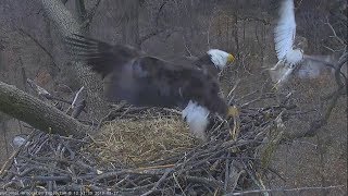 AEF NATIONAL ARBORETUM DC EAGLE CAM:  27 Feb 2019 - On Second Thought