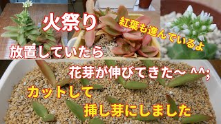 [多肉植物Ⅴlog279]火祭り❣放置していたら、花芽が伸びていました💦^^;カットして挿し芽にしました😊