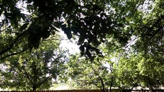 Texas Cicada sounds 1