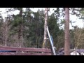 epic tree cutting fail