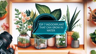 Top 7 Indoorplant that can grow in water without soil /Houseplant without soil /air purifier plants