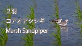 【２羽】コアオアシシギ Marsh Sandpiper