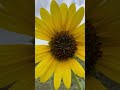 🌻sunflower asmr🌻