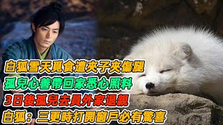 民間故事：白狐雪天覓食遭夾子夾傷腿，孤兒心善帶回家悉心照料，3日後孤兒去員外家退親，白狐：三更時打開窗戶必有驚喜