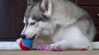 ハスキー犬フランボワーズ48　ボールの三段活用