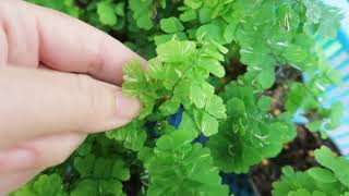 Adiantum  variegated