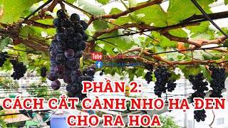 48 || Cách cắt cành nho cho ra hoa - Cách trồng nho Hạ Đen phần 2 || TOMSAMFAMILY