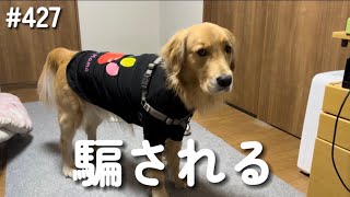 騙されるモンちゃん【ゴールデンレトリバー】