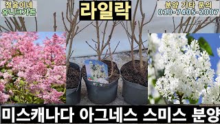 [25년 봄 입고소식] 프레스토니아 라일락 미스캐나다(보라), 아그네스 스미스(흰색) 입고/향 진해요, 내한성 좋아요.