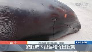 瓜頭鯨死後流淚？海巡搬遺體嚇一跳