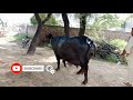 for sale 25 लीटर दूध देने वाली भैंस 9416849510 25 litre s milk giving buffalo