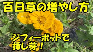 百日草の増やし方  挿し芽の仕方　How to increase zinnia.