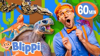 Blippi's Amazing Encounter with Reptile Buddies! | Blippi Educational Colors Song