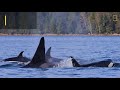 see first ever video of an orca mother and son killing a calf national geographic