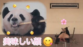 【桜浜🌸社長席でも威厳なし】美味しい顔、時々フリーズ #ぽめぱん #PandaChannelbypomeranianfilm