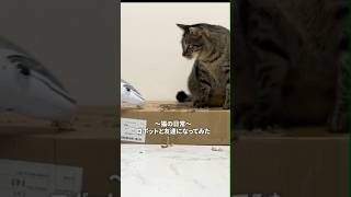 猫と恐竜ロボットが友達になった #shorts #cat