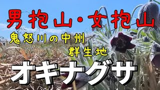 【男抱山・女抱山登山】オキナグサ群生地　絶滅危惧種　栃木県宇都宮市・塩谷町  2023年4月9日