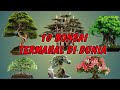 10 Bonsai Termahal Di Dunia