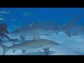 the shark in 4k uhd oceanic relaxation film with calming music