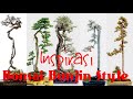 Bonsai Bunjin - Bahan Sederhana Jadi Istimewa - Pemula Wajib Tonton