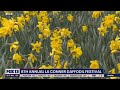 8th annual La Conner Daffodil Festival | FOX 13 Seattle