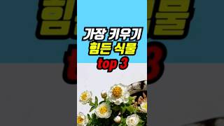 가장 키우기 힘든 식물 top 3