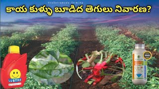 మిరపలో కాయ కుళ్ళు బూడిద తెగులు నివారణ chilli downy mildew control by Venkatramudu farming