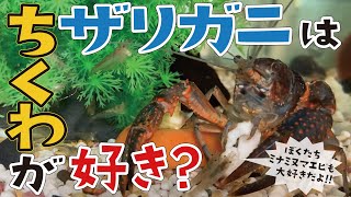 ザリガニとミナミヌマエビが一緒にちくわを食べる #ザリガニ #ちくわ