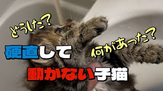 #86【保護猫】目が見えなかった子猫が突然動かなくなったその理由に納得とその子猫の様子が気になる懐かない先住猫の様子